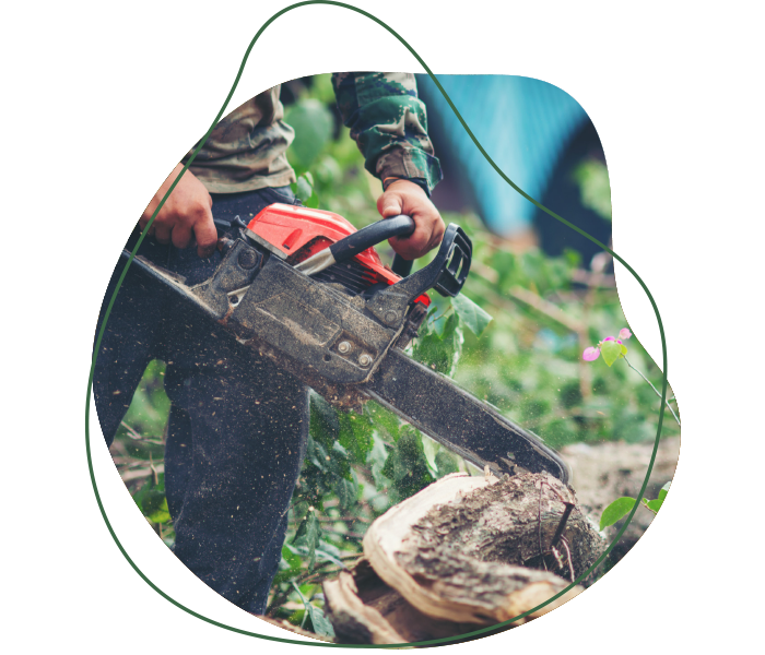 Travaux d’élagage et abattage d’arbre avec tronçonneuse réalisés par Jardins du Moulin