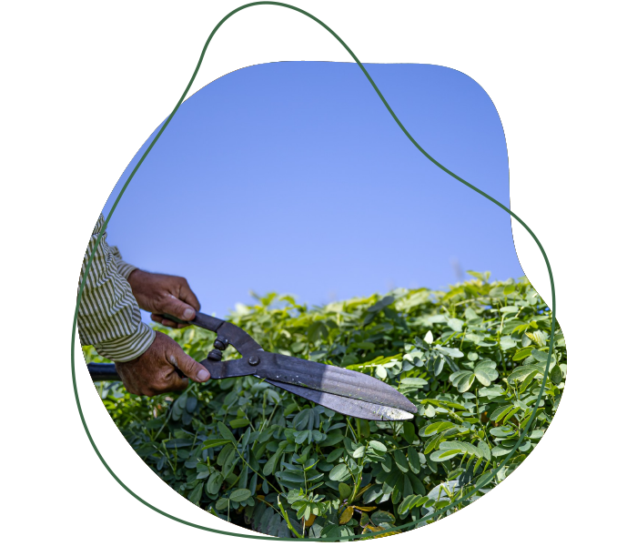 Taille de haie et entretien des végétaux avec cisaille par Jardins du Moulin